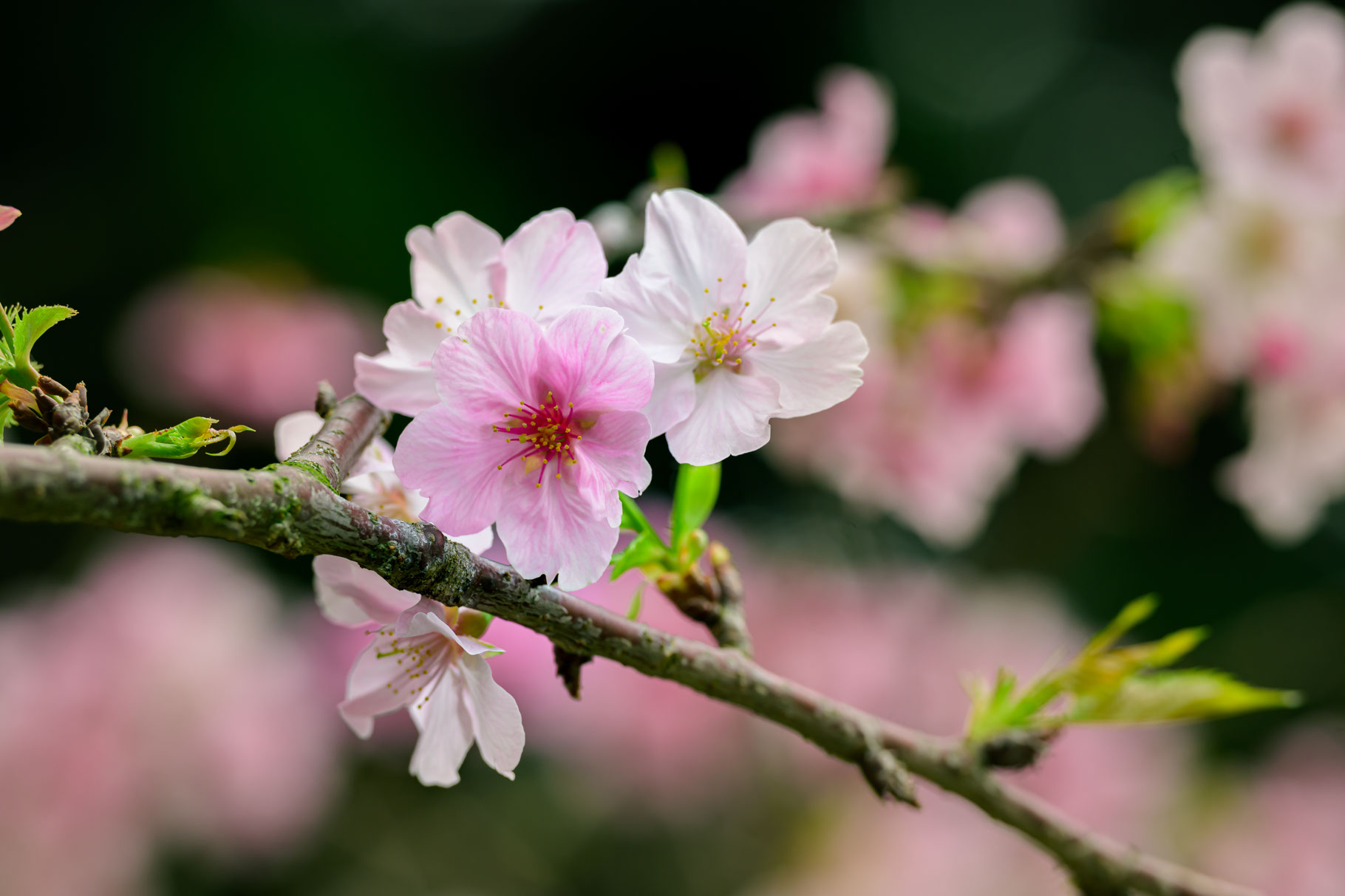 In the foreground a small cluster of cherry blossoms are in full bloom with a vibrant pink flower in front of two white blossoms along a branch showing small green leaves to either side. More clusters of blossoms can be seen out of focus across the background which is otherwise filled with darker greenery.